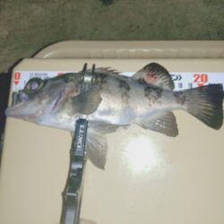 サーフでフロートメバリング🎣