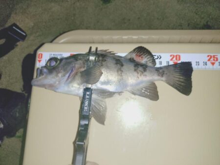 サーフでフロートメバリング🎣