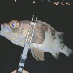 新ポイント再検証🎣