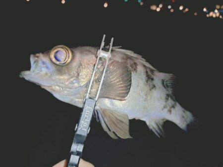 新ポイント再検証🎣