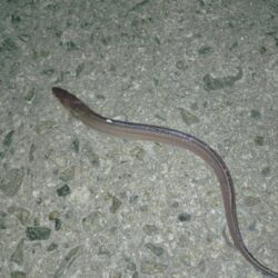 アナゴ釣り調査