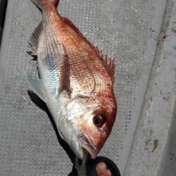 ノッコミ後の瀬戸内タイラバ