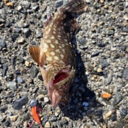 根魚は裏切らない