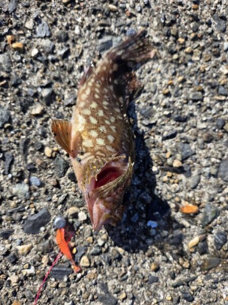 根魚は裏切らない