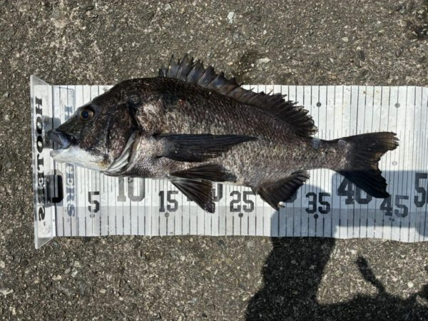 イチノ兄弟、釣果！