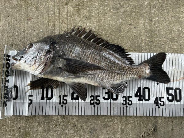 イチノ兄弟、釣果！