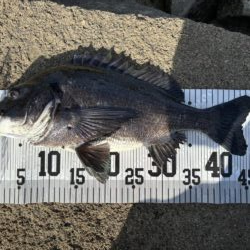イチノ兄弟、釣果！