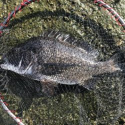 イチノ兄弟、釣果！