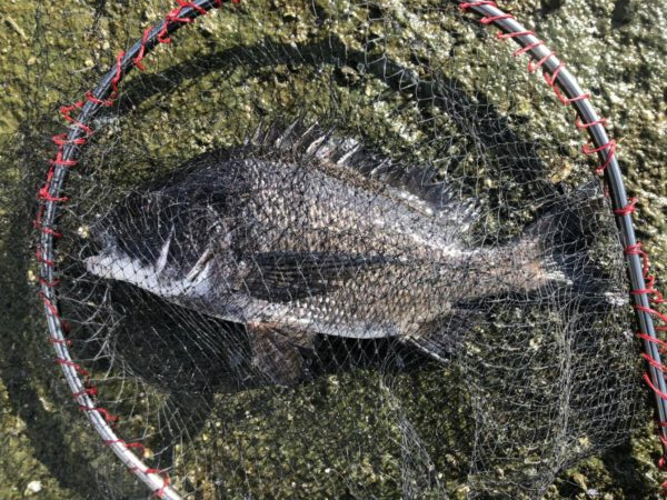 イチノ兄弟、釣果！