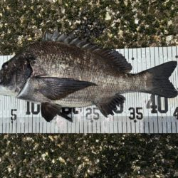 イチノ兄弟、釣果！