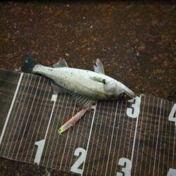 バチ抜け