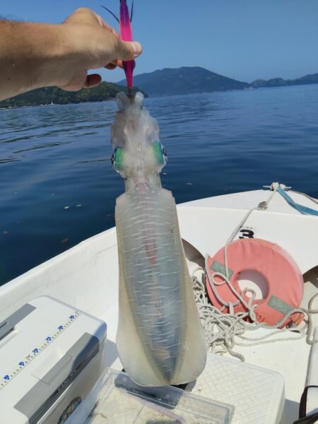親イカシーズン開幕