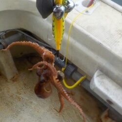 タコ第1戦〜激渋　盛和丸〜