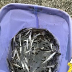 今年も稚鮎良く釣れてます