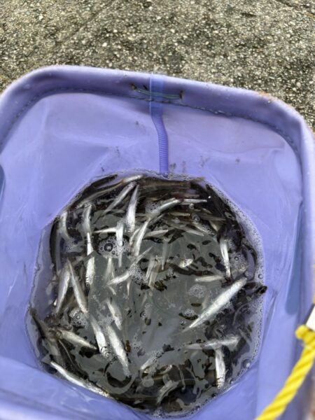 今年も稚鮎良く釣れてます