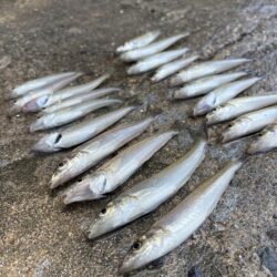 初のキス釣り今年のキスはどんな感じ