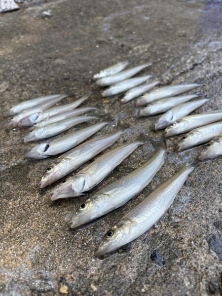 初のキス釣り今年のキスはどんな感じ
