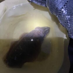 コウイカ発見②