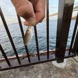 サビキのシーズン到来①