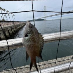 サビキ株価値下がり中