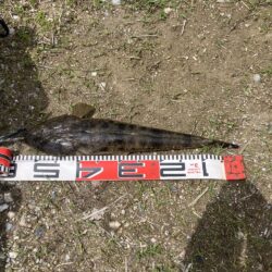 マゴチ54cm 43cm