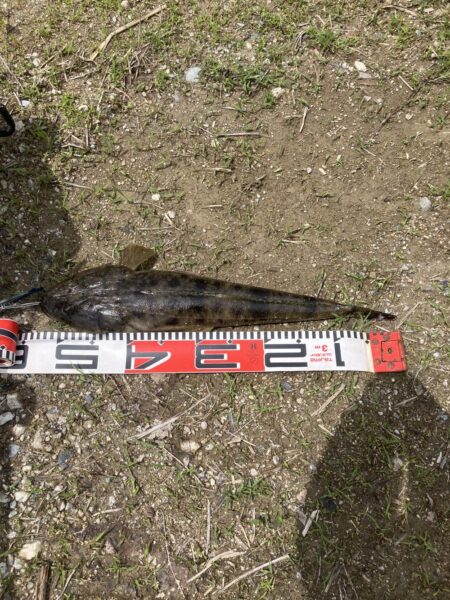 マゴチ54cm 43cm