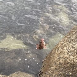 リハビリ