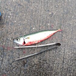 サビキ釣り