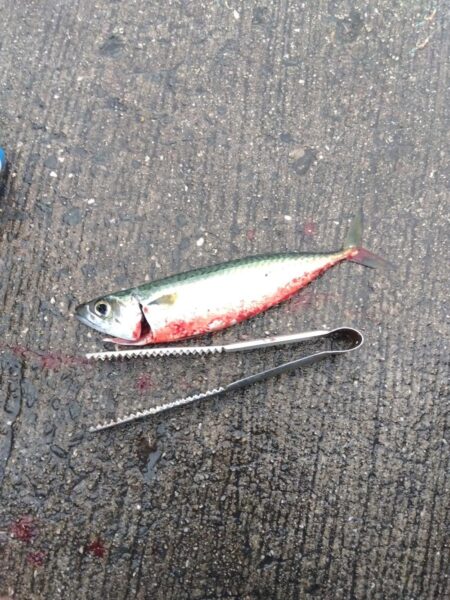 サビキ釣り