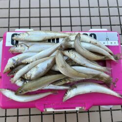 初場所キス