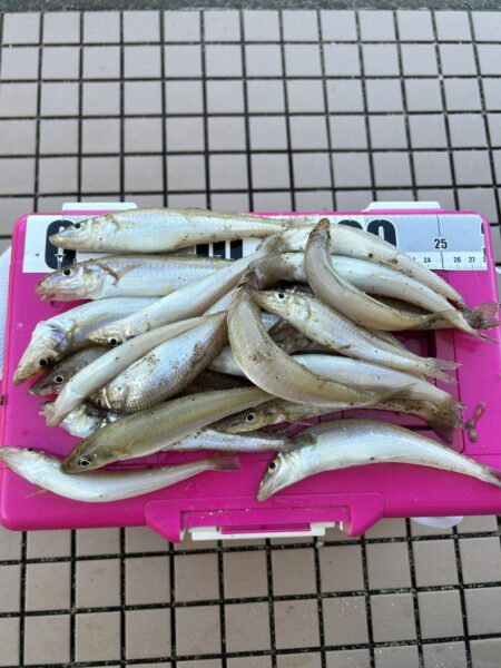 初場所キス