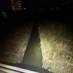 ナマズ