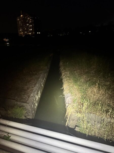 ナマズ