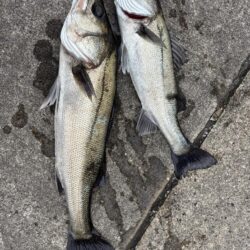 セイゴアタリ多いけどなかなか釣れないです
