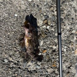 ヘチ釣り