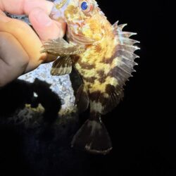 メバルさんは何処へ…