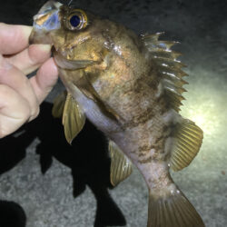 初夏のメバル