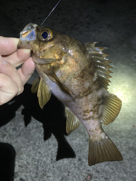 初夏のメバル