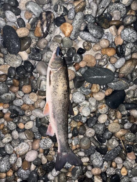 ホタパタ