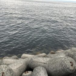 サワラ釣れました