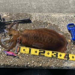 アオリ🦑自己記録更新！(^^)v