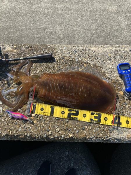 アオリ🦑自己記録更新！(^^)v