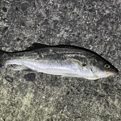 バチ抜け