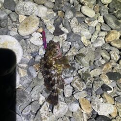 糸魚川LSJ