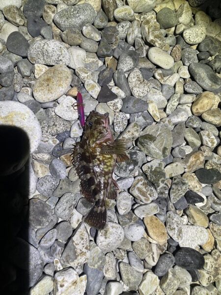 糸魚川LSJ