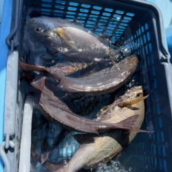 若狭湾イサキ釣り