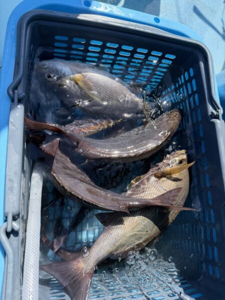 若狭湾イサキ釣り