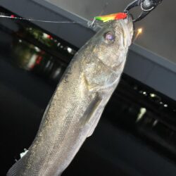海老取川シーバス！！