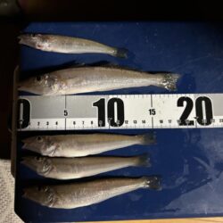 宇島港でキス釣り