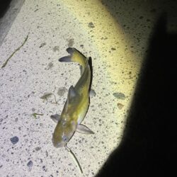 ある意味期待通り